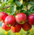 Fruitiers Delbard à Delbard dans Limons