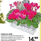Aktuelles Bepflanztes Gefäß Angebot bei BayWa Bau- und Gartenmärkte in Nürnberg ab 14,99 €