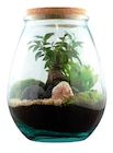 Promo Terrarium 'Darasa' à 39,99 € dans le catalogue Truffaut à Vitry-sur-Seine