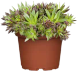 Hauswurz im OBI Prospekt Hauswurz von GROW by OBI im aktuellen OBI Prospekt für 3,99 €