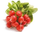 Radieschen im aktuellen Netto mit dem Scottie Prospekt