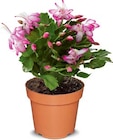 Herbstkaktus im Angebot bei Netto Marken-Discount in Cottbus Herbstkaktus Angebote bei Netto Marken-Discount Cottbus für 4,99 €