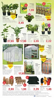 Zimmerpflanzen im Jawoll Prospekt "Sonderposten-Märkte" mit 8 Seiten (Essen)