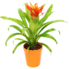 Aktuelle Blumentopf Angebote bei Kaufland in Bielefeld Aktuelles Bromelie im Keramik-Übertopf Angebot bei Kaufland in Bielefeld ab 5,55 €