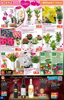 Tulpen im Norma Prospekt "Mehr fürs Geld" mit 20 Seiten (Mannheim)