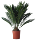 Cycas Revoluta - Super U à Valence Cycas Revoluta en promo chez Super U Valence à 19,99 €