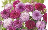 Bulbes de Dahlias - U et U SPÉCIALISTE dans le catalogue Super U