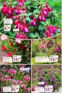 Pflanzen im Garten-Center Nordharz GmbH & Co. KG Prospekt "SUMMER TIME!" mit 16 Seiten (Salzgitter)