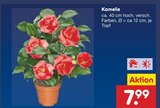 Kamelie im Angebot bei Netto Marken-Discount in Lingen Kamelie Angebote bei Netto Marken-Discount Lingen für 7,99 €