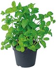 Bio Minze im Angebot bei REWE in Straubing Bio Minze Angebote bei REWE Straubing für 1,49 €