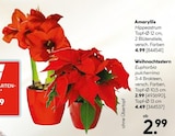 Amaryllis im Angebot bei Hellweg in Langenhagen Amaryllis Angebote bei Hellweg Langenhagen für 2,99 €