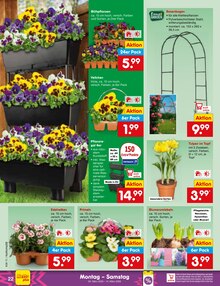 Tulpen im Netto Marken-Discount Prospekt "Aktuelle Angebote" mit 60 Seiten (Mannheim)