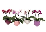 Orchidée 2 tiges en pot en promo chez Castorama Grenoble à 9,99 €