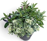 Hebe Veronica für 7,99 € bei Thomas Philipps im Angebot Hebe Veronica im aktuellen Thomas Philipps Prospekt