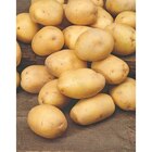 Pomme de terre Bio en promo chez Carrefour Pomme de terre Bio dans le catalogue Carrefour