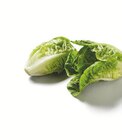 Mini Romana Salat bei Lidl im Baiersbronn Prospekt für 0,79 €