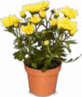 Chrysanthemen Angebote bei Netto Marken-Discount Albstadt für 1,79 €