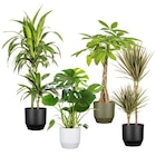 Aktuelle Blumentopf Angebote bei Hagebaumarkt in Regensburg Aktuelles Grünpflanzen Angebot bei Hagebaumarkt in Regensburg ab 5,00 €