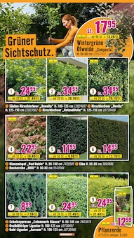 Pflanzen im aktuellen Hornbach Prospekt (Hamm) Pflanzen im Hornbach Prospekt "Du kannst es Dir vorstellen. Du kannst es auch bauen." mit 32 Seiten (Hamm)