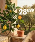 Citronnier artificiel en promo chez B&M Saint-Maur-des-Fossés à 28,99 €