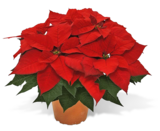 Angebot im OBI Biedenkopf Prospekt OBI Biedenkopf Prospekt mit im Angebot fĂŒr 2,49 âŹ