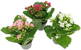 Kalanchoe Angebote von REWE Beste Wahl bei REWE Hennef für 1,59 €