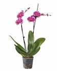 Schmetterlingsorchidee Angebote bei Lidl Bielefeld für 6,99 €