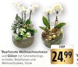 EDEKA Seelbach - Bepflanzte Weihnachtsschalen und Gläser Angebot im Prospekt Bepflanzte Weihnachtsschalen und Gläser bei EDEKA im Seelbach Prospekt für 24,99 €