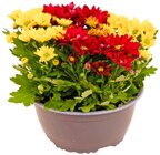 Chrysanthemen Angebot in Schenefeld Chrysanthemen im aktuellen Prospekt bei REWE in Schenefeld