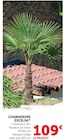 Chamaerops Excelsa en promo chez Hyper U Rouen à 109,00 €