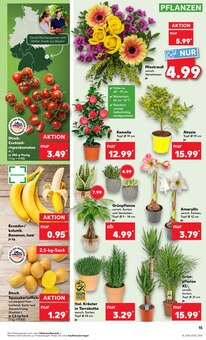 Blumen im Kaufland Prospekt "KNÜLLER" mit 48 Seiten (Paderborn)