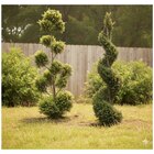 Promo Conifères topiaires à 34,99 € dans le catalogue Carrefour à Quincy-sous-Sénart