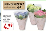 Aktuelle Hortensie Angebote bei Marktkauf in Bottrop Aktuelles HORTENSIEN Angebot bei Marktkauf in Bottrop ab 4,99 €