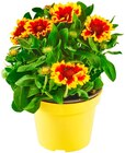 Kokardenblume im Angebot bei Penny in Kirchheim Kokardenblume Angebote bei Penny Kirchheim für 1,99 €