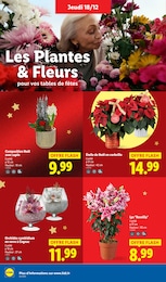Offre Plantes dans le catalogue Lidl du moment à la page 36