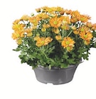 Chrysanthemen-Schale bei Lidl im Kastellaun Prospekt für 2,99 €