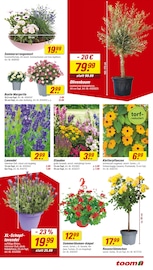 Aktueller toom Baumarkt Prospekt mit Bratpfanne, "Respekt, wer's selber macht.", Seite 7