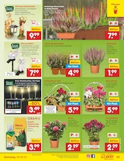 Deko im Netto Marken-Discount Prospekt in Bergheim Aktueller Netto Marken-Discount Prospekt mit Deko, "Aktuelle Angebote", Seite 33