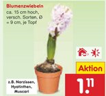 Blumenzwiebeln Angebote bei Netto Marken-Discount Amberg für 1,11 €