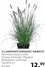 Aktuelles LAMPENPUTZERGRAS 'HAMELN' Angebot bei Dehner Garten-Center in Münster ab 12,99 €