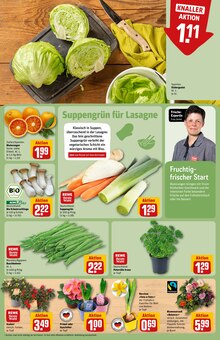 Pflanzen im REWE Prospekt "Dein Markt" mit 36 Seiten (Offenbach (Main))