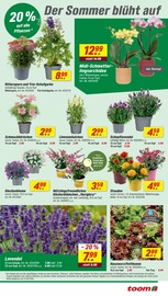 Blumen im toom Baumarkt Prospekt in Germering Aktueller toom Baumarkt Prospekt mit Blumen, "Respekt, wer's selber macht.", Seite 5