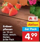 Erdbeerpflanzen im aktuellen Netto Marken-Discount Prospekt
