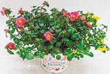 Portulaca für 2,49 € bei Netto mit dem Scottie im Angebot Portulaca im aktuellen Netto mit dem Scottie Prospekt