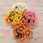 Chrysanthème à Super U dans Sarzeau Chrysanthème à Super U dans Sarzeau