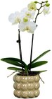 Orchidee »Exclusiv« Angebote bei REWE Stuttgart