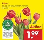 Tulpen bei Netto Marken-Discount im Wittlich Prospekt für 1,99 €