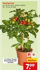 Aktuelles Cherry Tomato Angebot bei Netto Marken-Discount in Koblenz ab 7,99 €