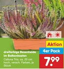 dreifarbige Besenheide im Balkonkasten für 7,99 € bei Netto Marken-Discount im Angebot dreifarbige Besenheide im Balkonkasten im aktuellen Netto Marken-Discount Prospekt