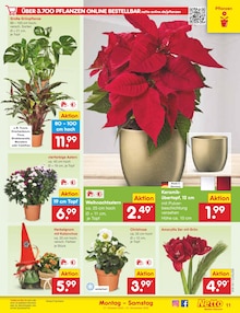 Zimmerpflanzen im aktuellen Netto Marken-Discount Prospekt (Leipzig) Zimmerpflanzen im Netto Marken-Discount Prospekt "Aktuelle Angebote" mit 65 Seiten (Leipzig)